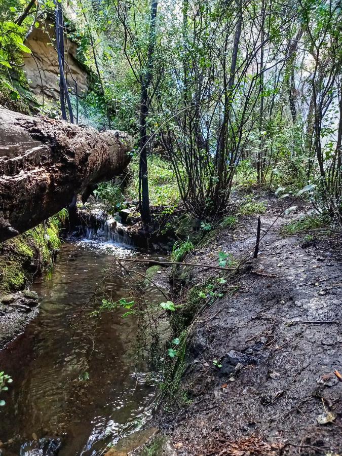Forest Lane Кларенс Екстер'єр фото
